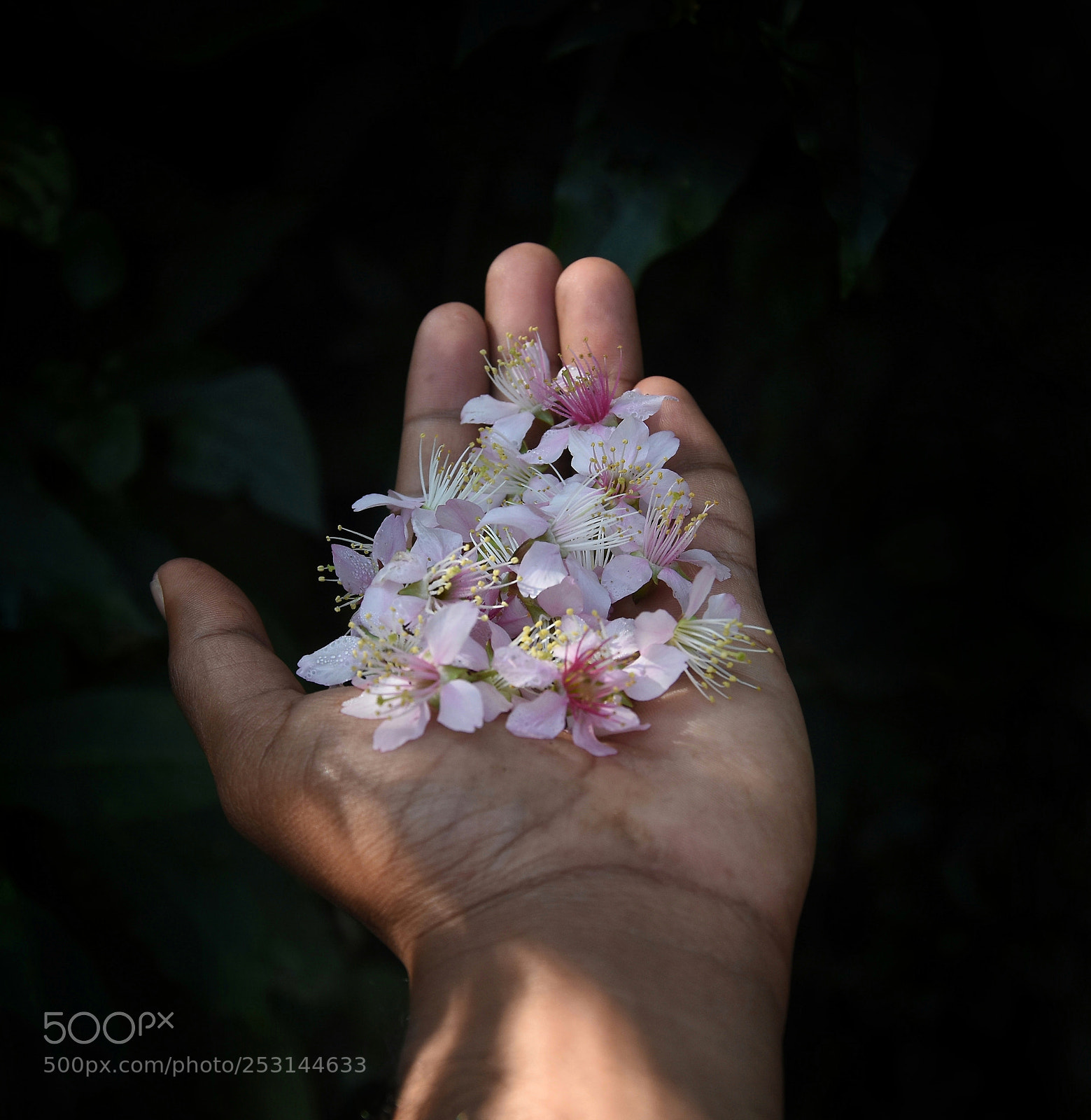 Nikon D7200 sample photo. Cherry blossom photography