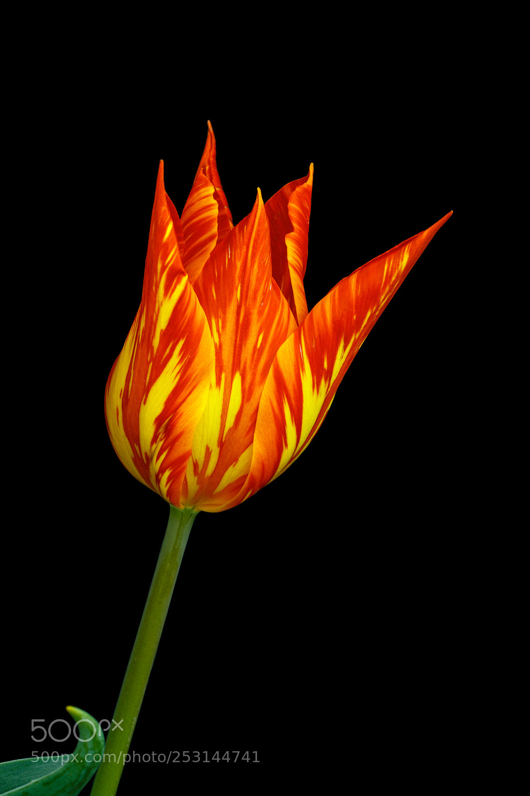 Canon EOS 7D Mark II sample photo. Firework tulip photography