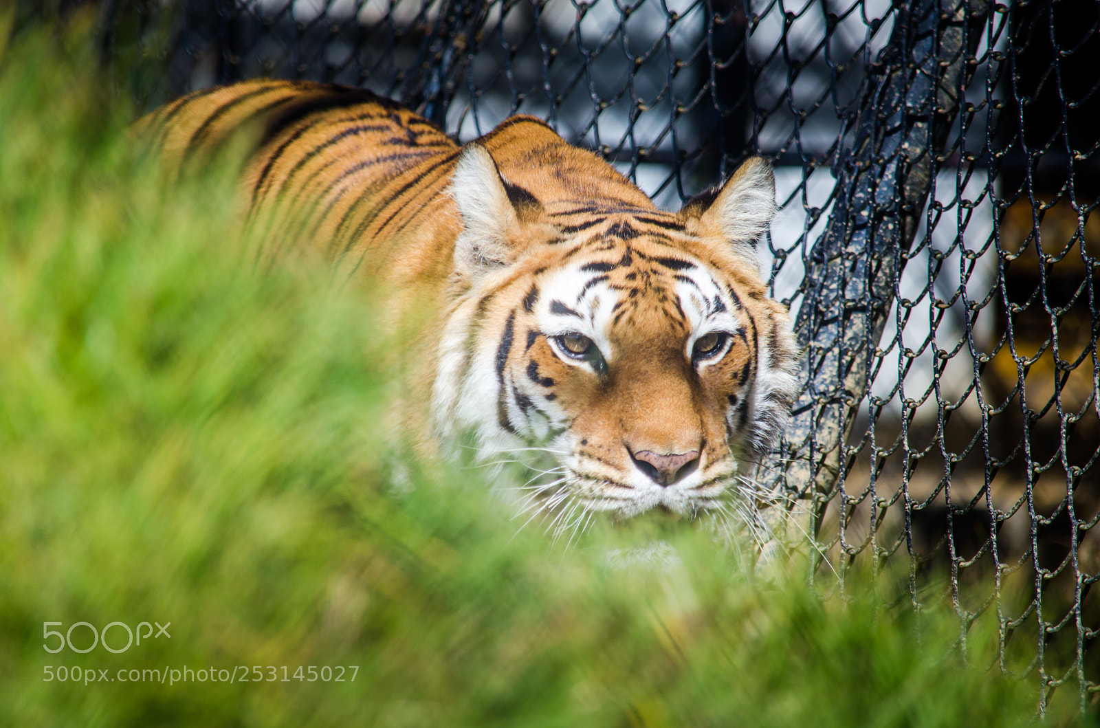 Nikon D7000 sample photo. Tiger photography