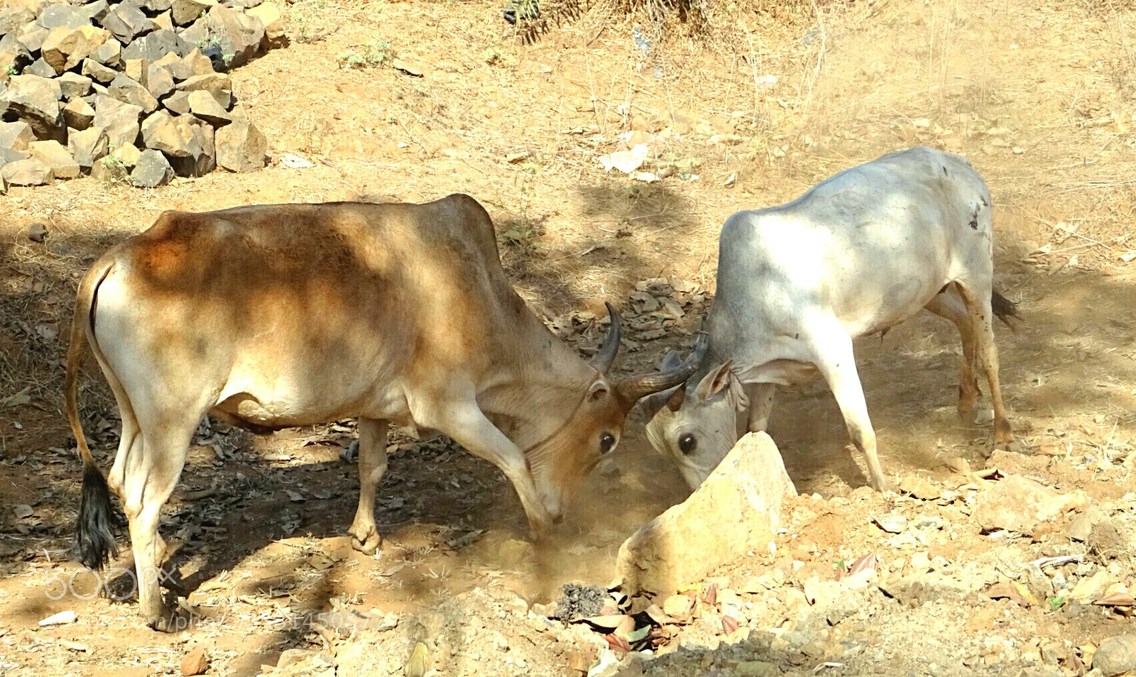 Sony DSC-HX60V sample photo. Bull fight photography