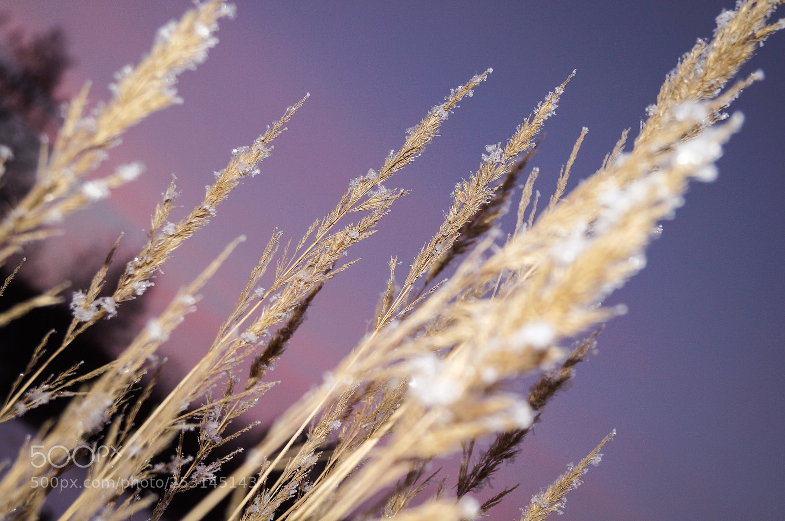 Sony SLT-A37 sample photo. вечер photography