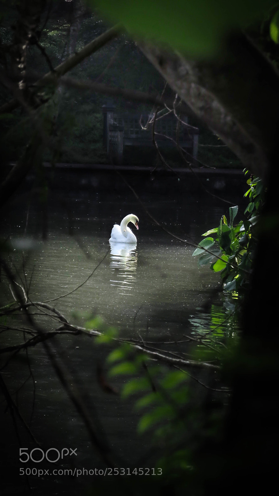 Canon PowerShot SX50 HS sample photo. Swan 02 photography