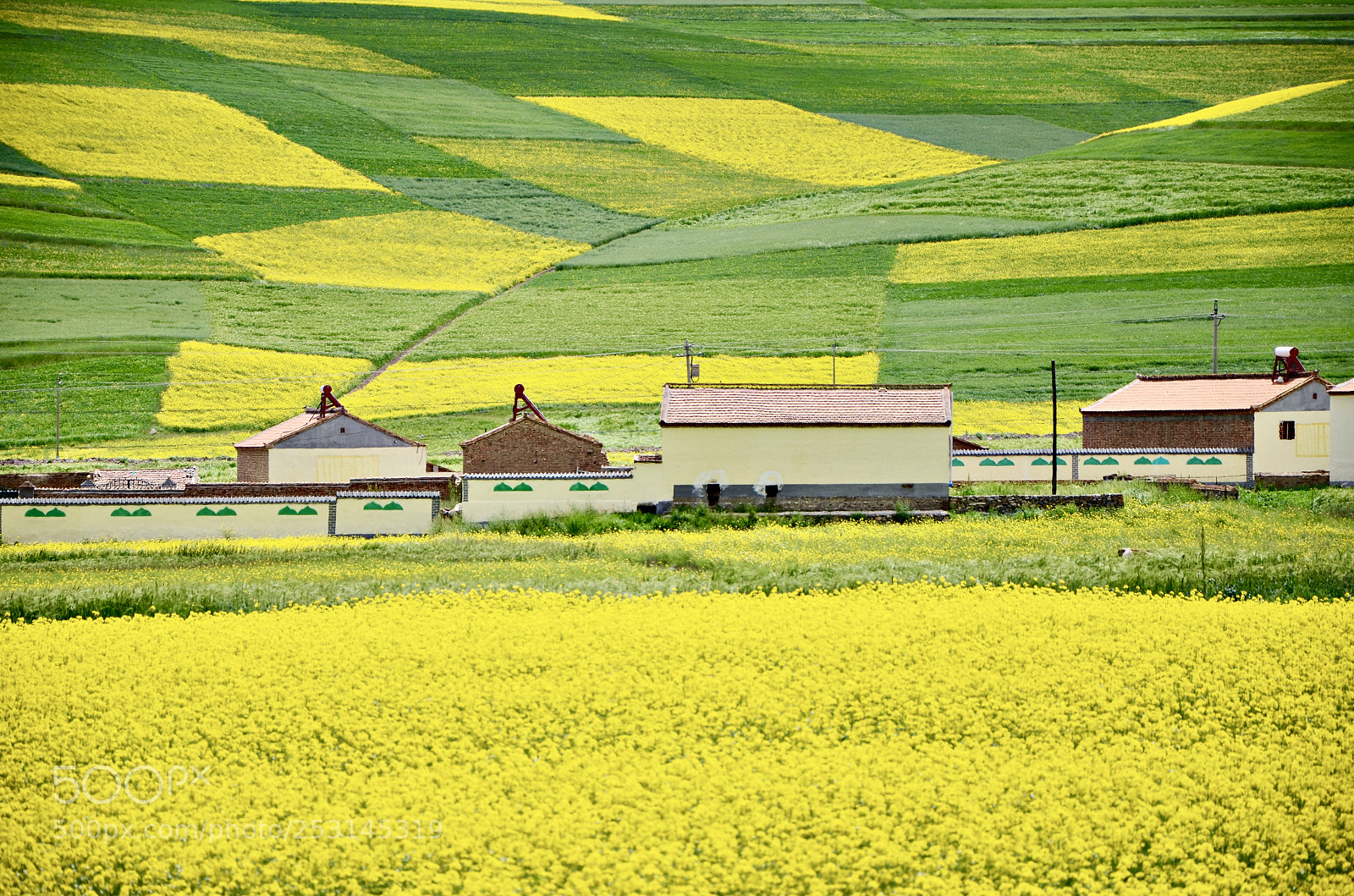 Nikon D7000 sample photo. Rape flower field photography