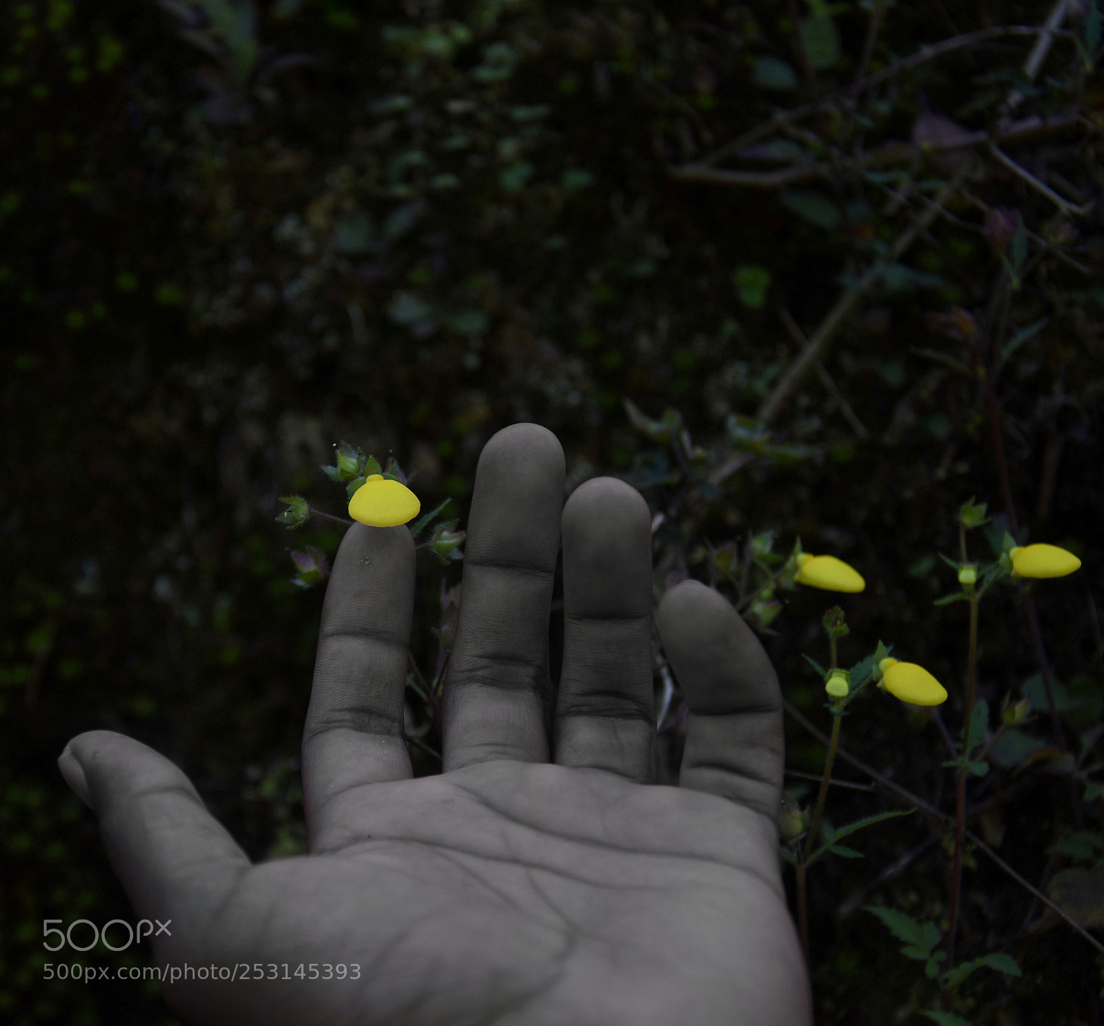 Nikon D7200 sample photo. Pouch flowers photography