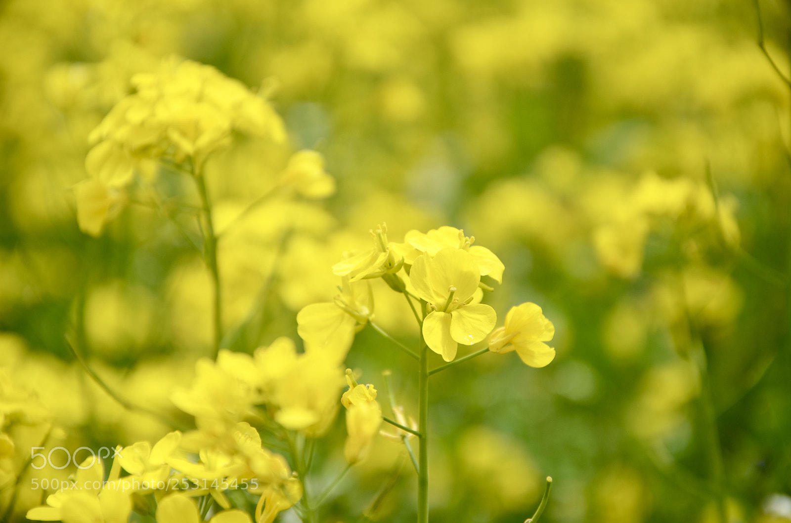 Nikon D7000 sample photo. Rape flower photography