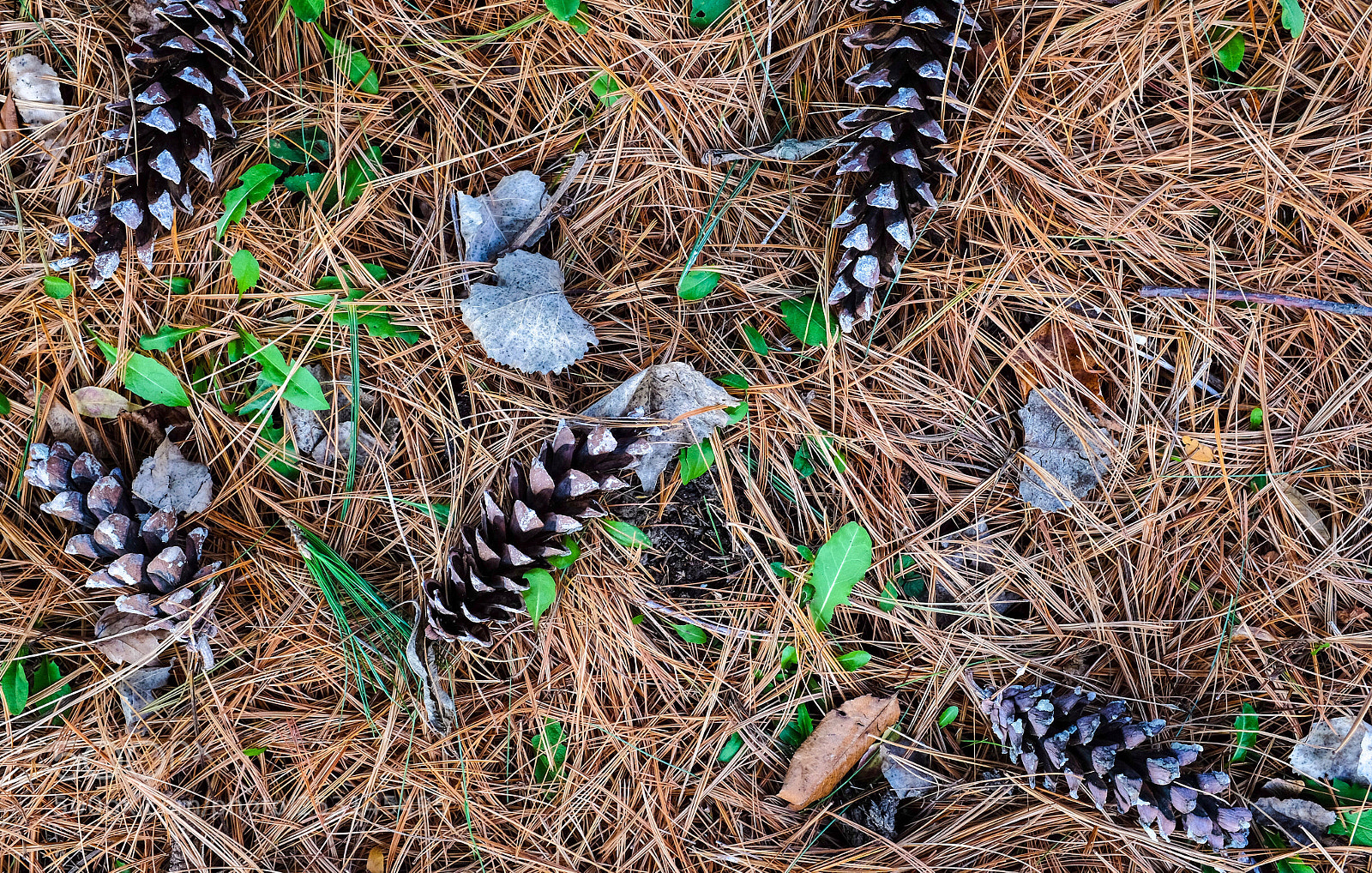 Fujifilm X100S sample photo. Pine cones photography