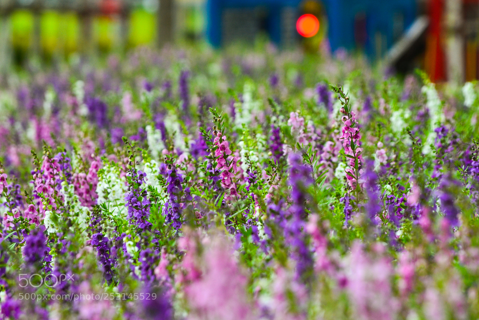 Nikon D3100 sample photo. Sum of flowers photography