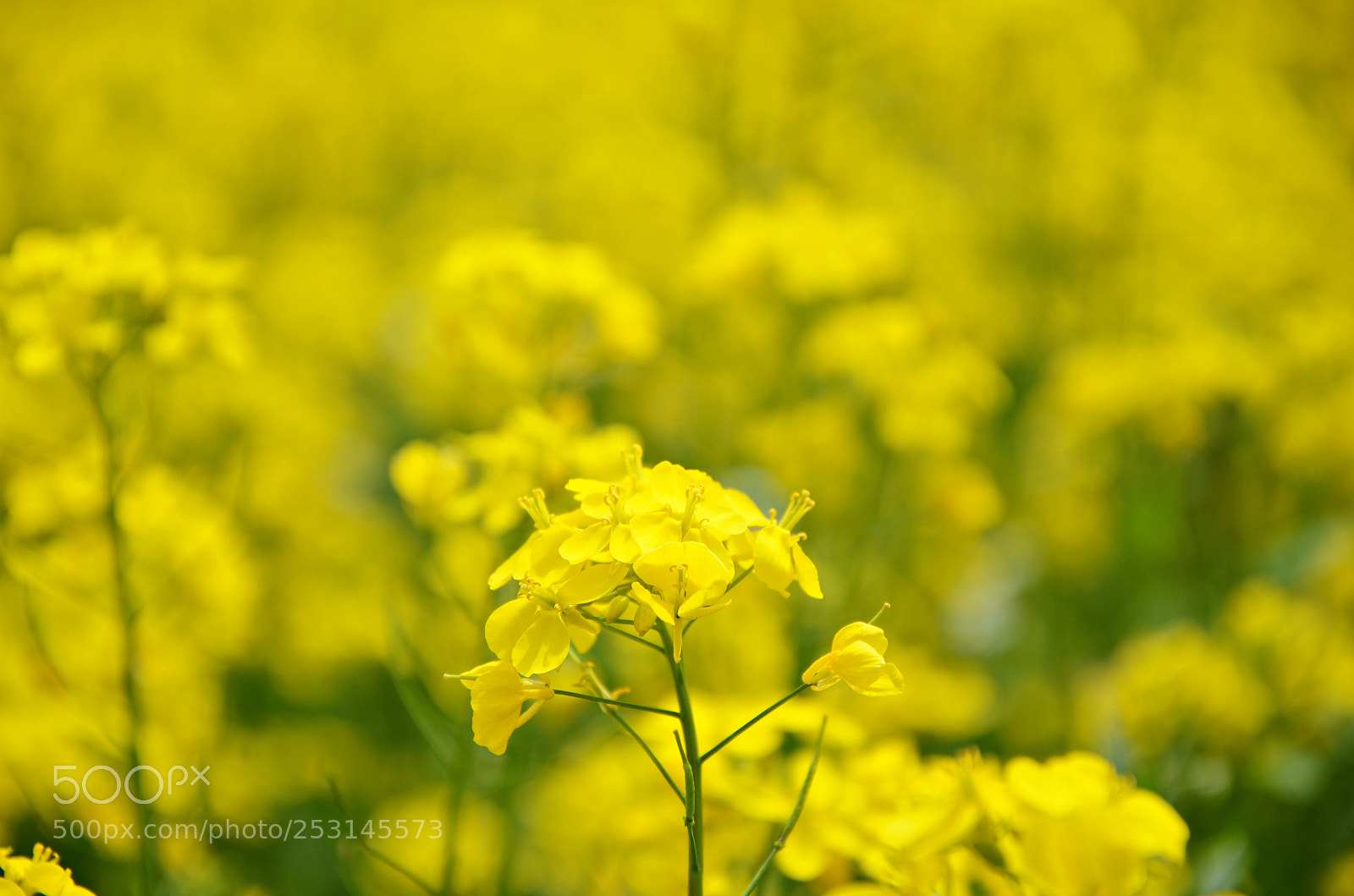 Nikon D7000 sample photo. Rape flower photography