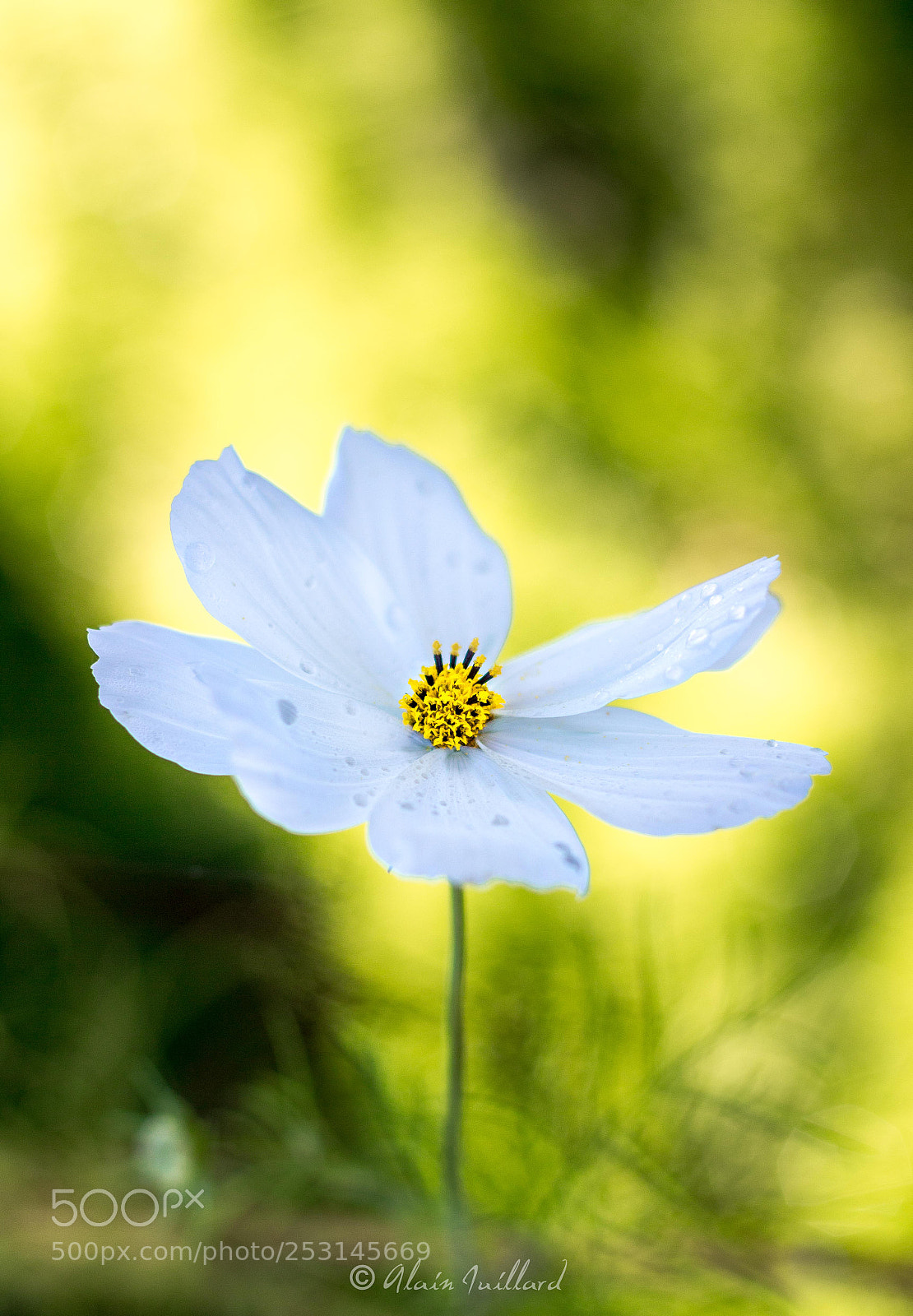 Canon EOS 700D (EOS Rebel T5i / EOS Kiss X7i) sample photo. Cosmos photography