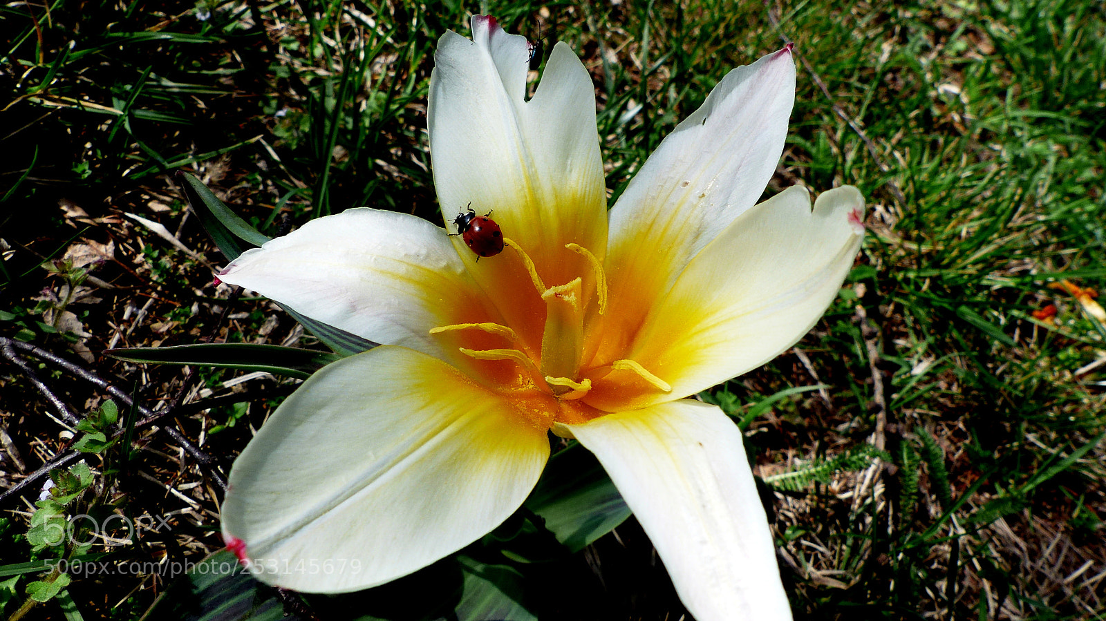 Panasonic Lumix DMC-FZ200 sample photo. Ladybug and tulip. photography