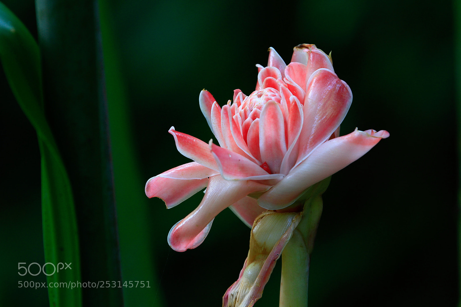 Canon EOS 7D sample photo. Untitled photography