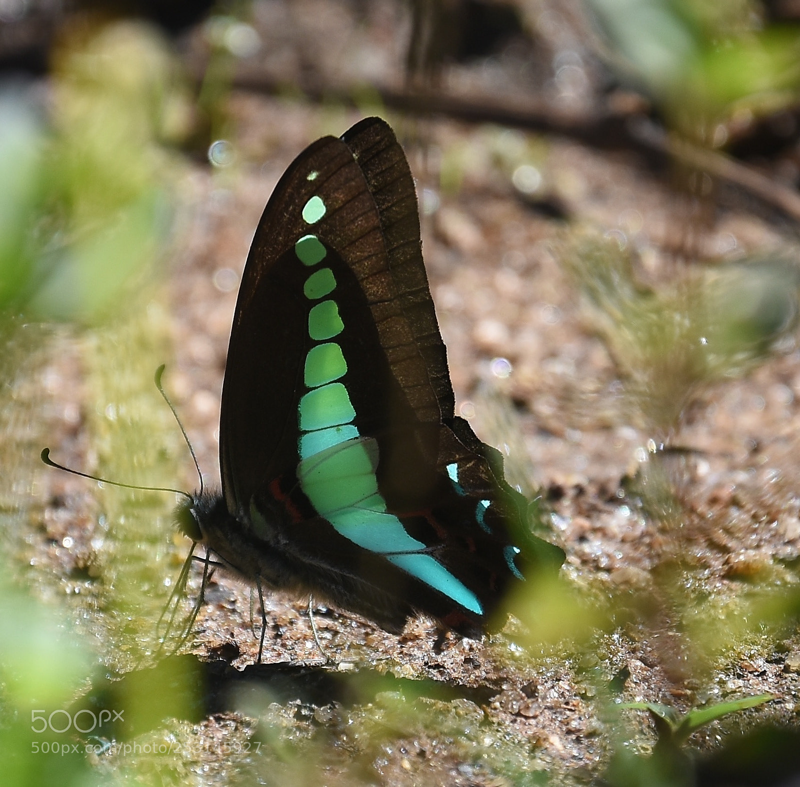 Nikon D7200 sample photo. Common bluebottle (graphium sarpedon) photography