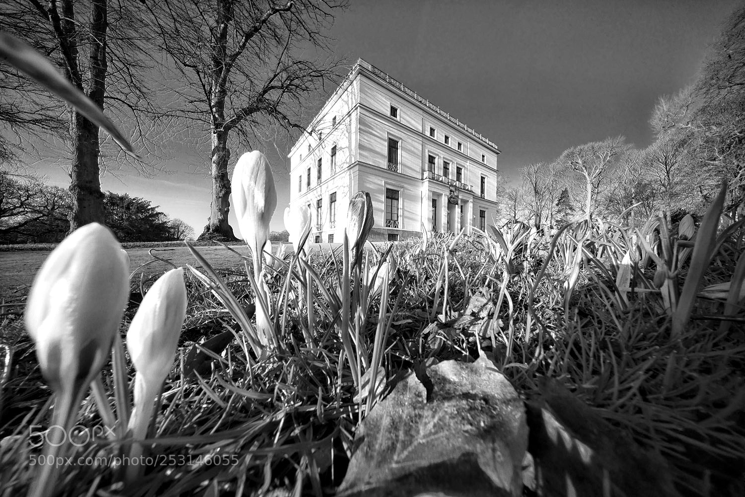 Sony a7R sample photo. Crocus [ii] photography