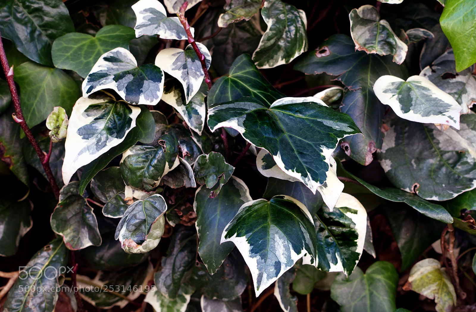 Sony Cyber-shot DSC-RX100 III sample photo. The greens photography