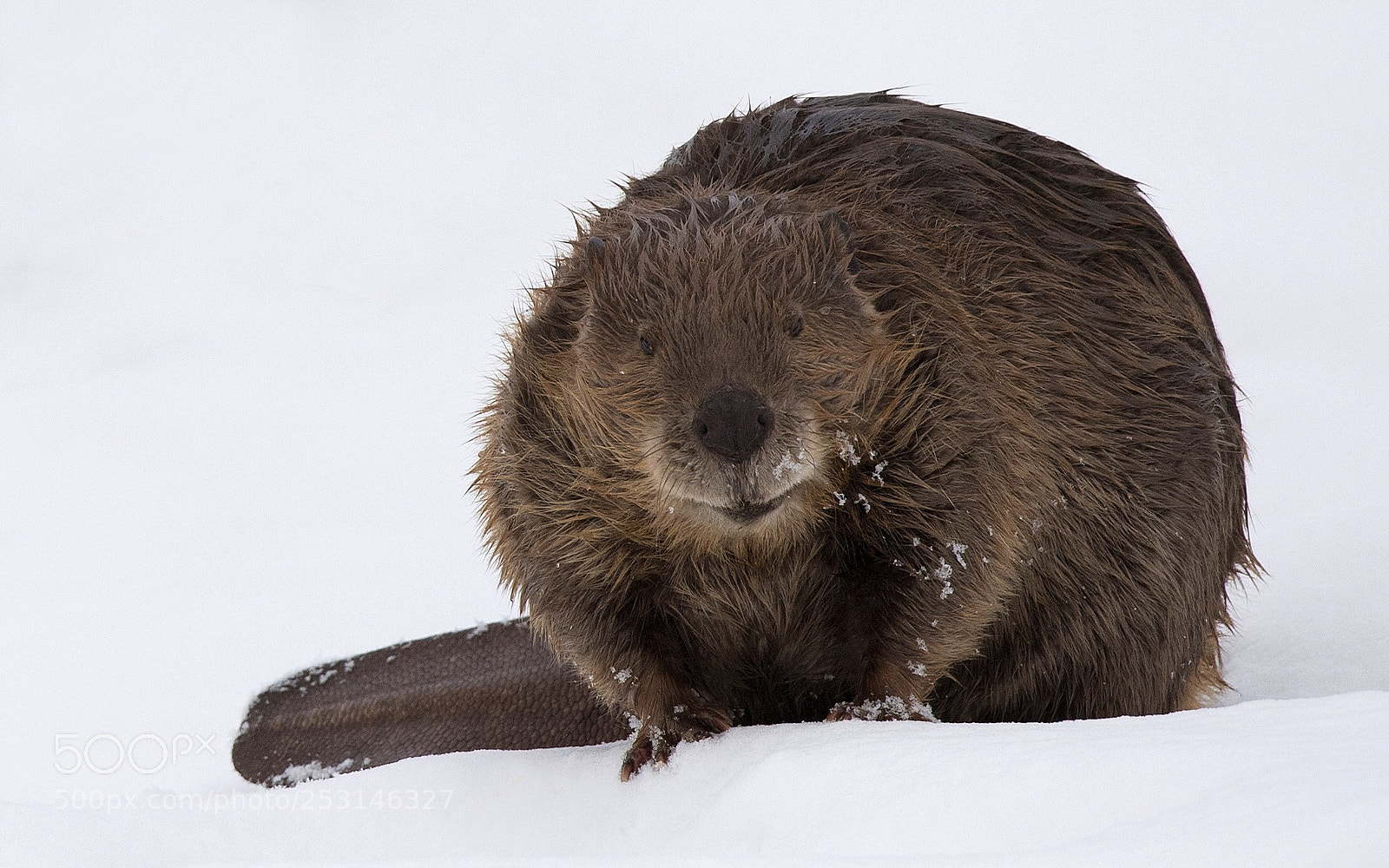 Nikon D5 sample photo. Curious beaver photography