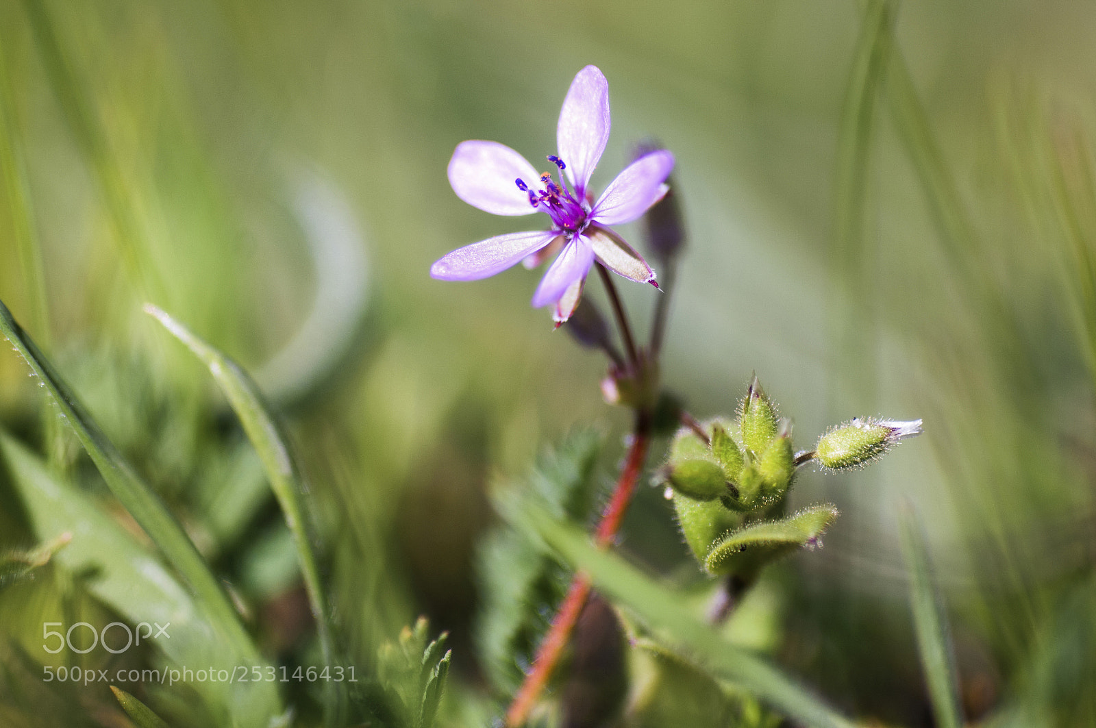 Nikon D2X sample photo. Flower from the mountain photography