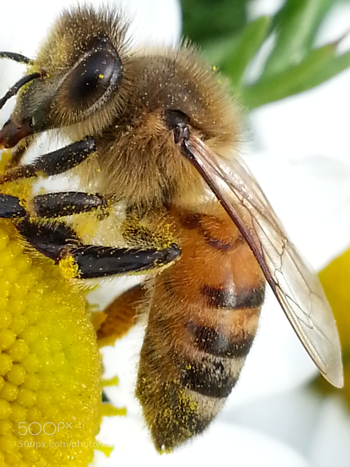 Samsung Galaxy S3 sample photo. Coco () photography