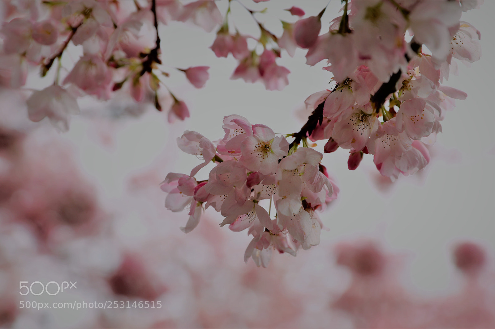 Canon EOS 5D Mark IV sample photo. Cherry blossoms photography