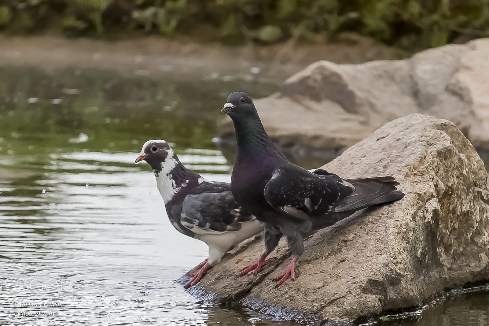 Canon EOS 700D (EOS Rebel T5i / EOS Kiss X7i) sample photo. Pigeons photography