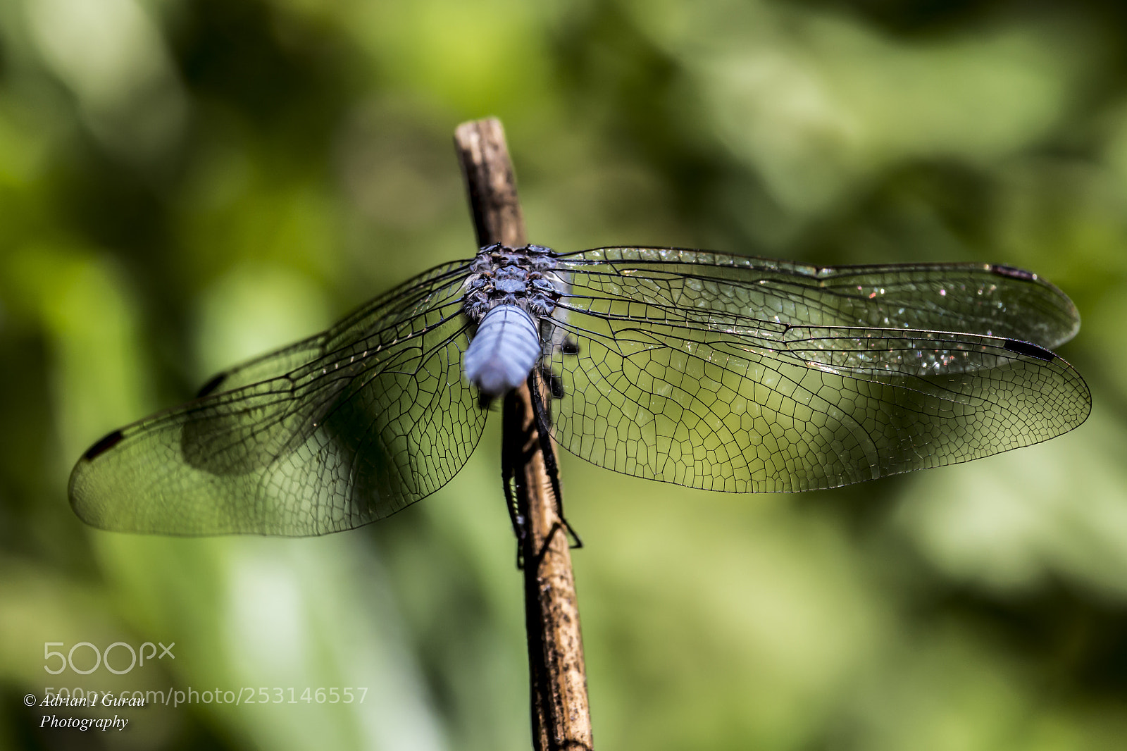Canon EOS 700D (EOS Rebel T5i / EOS Kiss X7i) sample photo. Dragon-fly photography