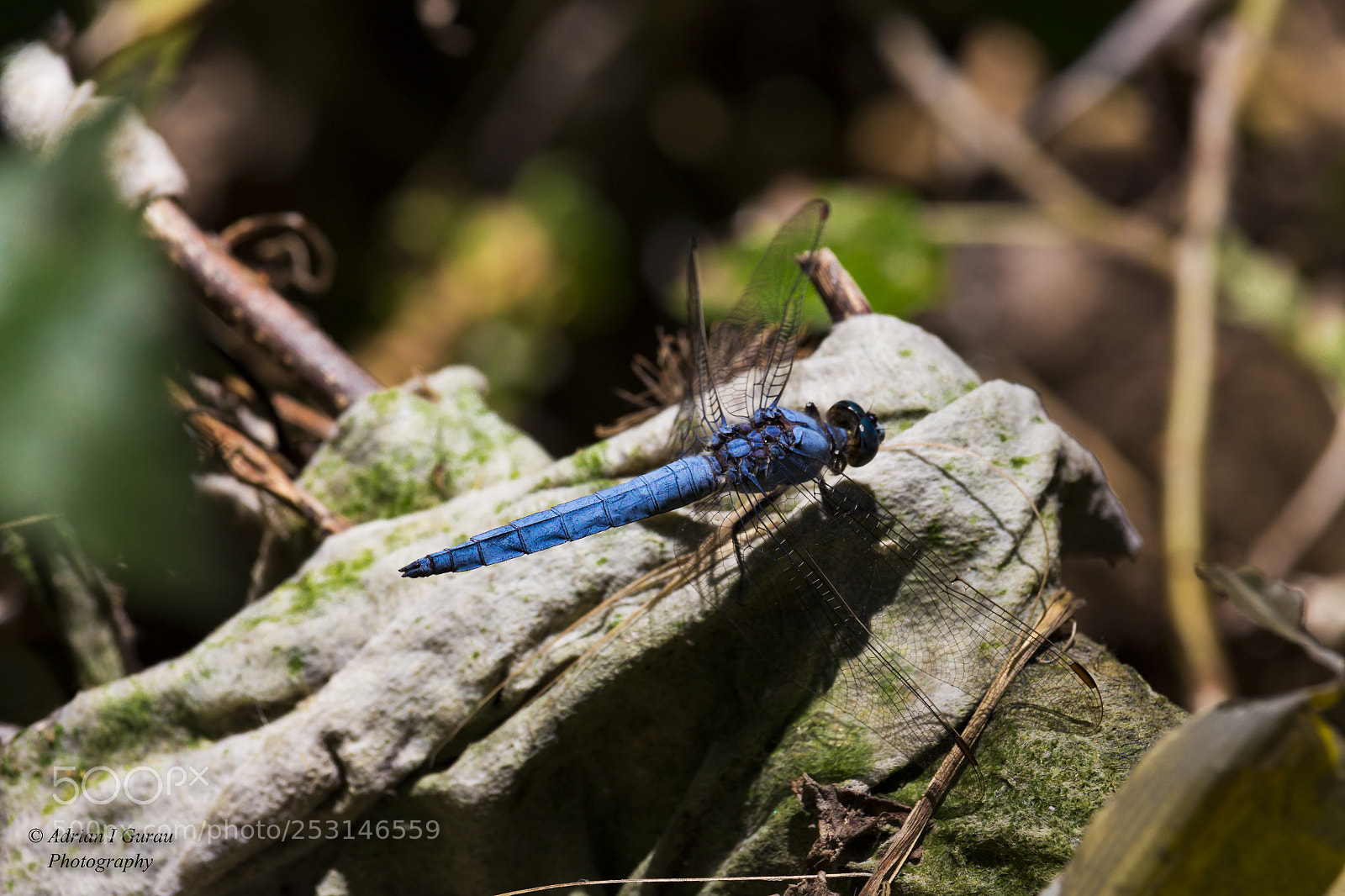 Canon EOS 700D (EOS Rebel T5i / EOS Kiss X7i) sample photo. Dragon-fly photography