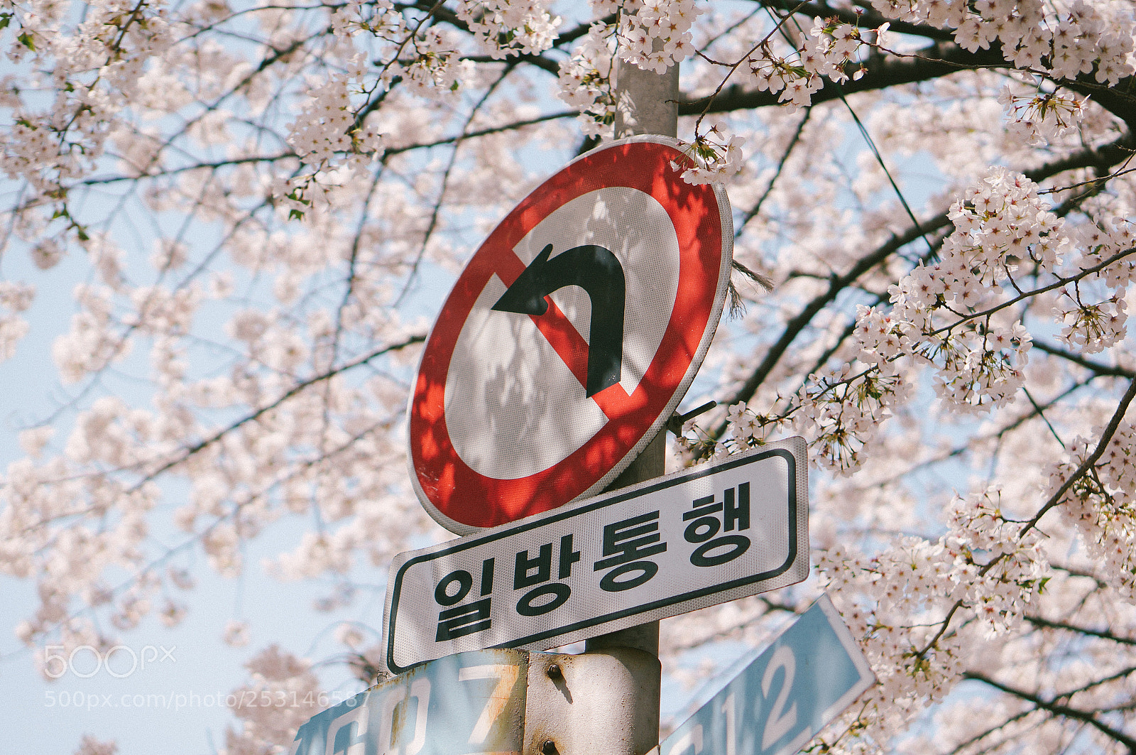 Sony Alpha NEX-5R sample photo. Sign and cherry blossom photography