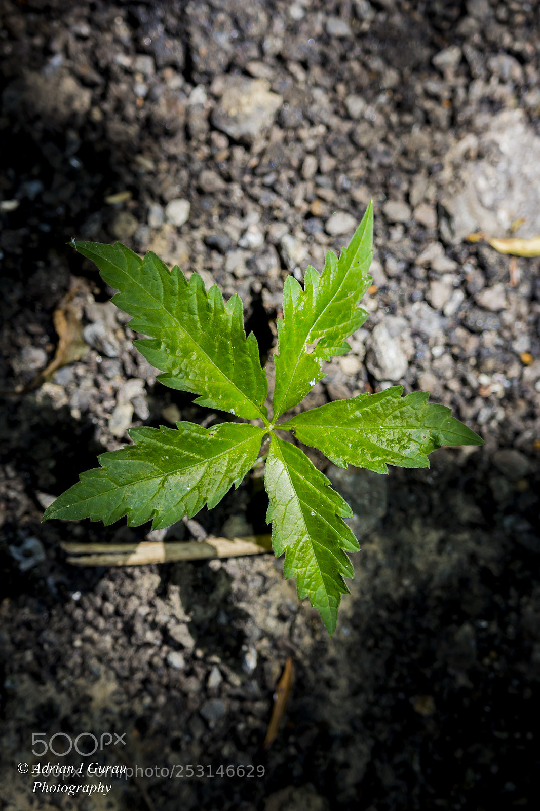 Canon EOS 700D (EOS Rebel T5i / EOS Kiss X7i) sample photo. Five-leaf clover photography