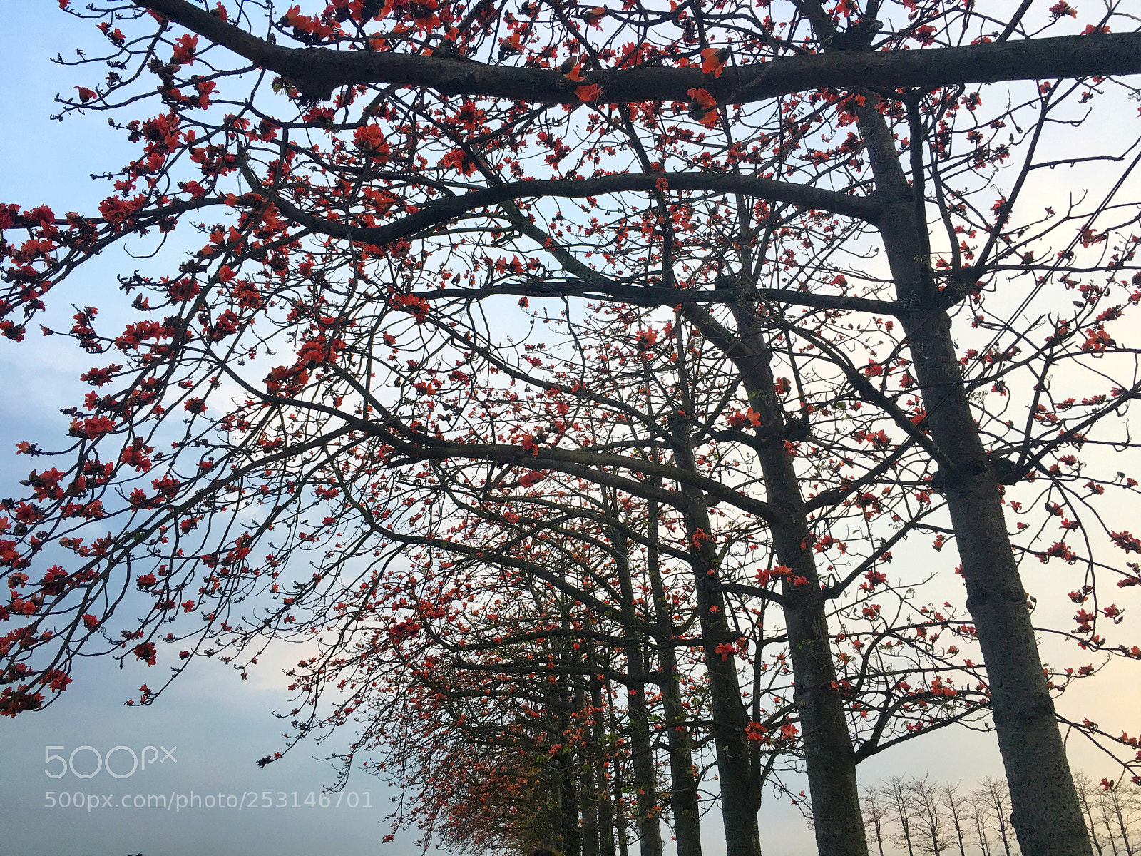Apple iPhone 6s Plus sample photo. 木棉花道系列4 photography
