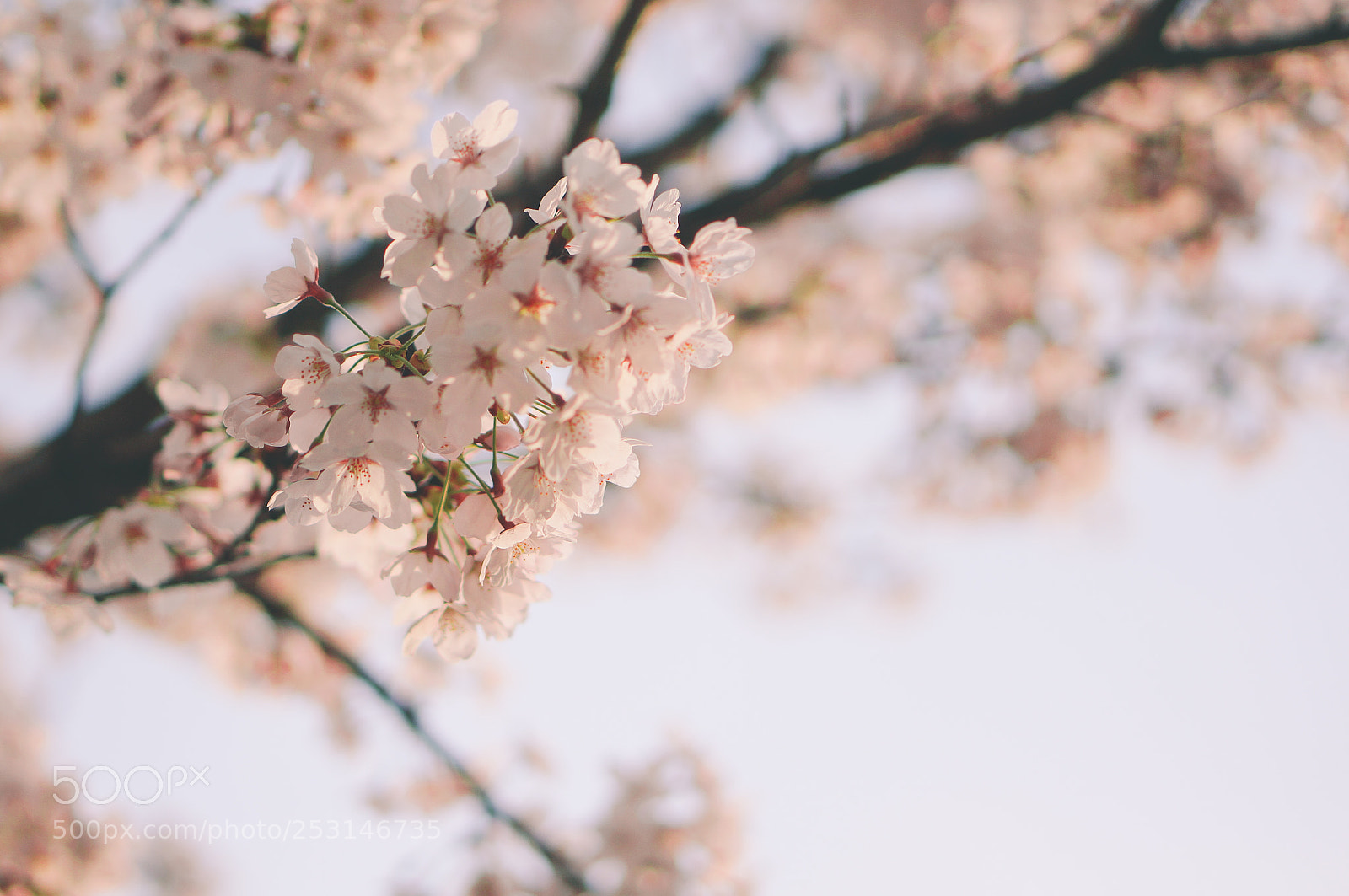 Sony Alpha NEX-5R sample photo. Cherry blossom photography