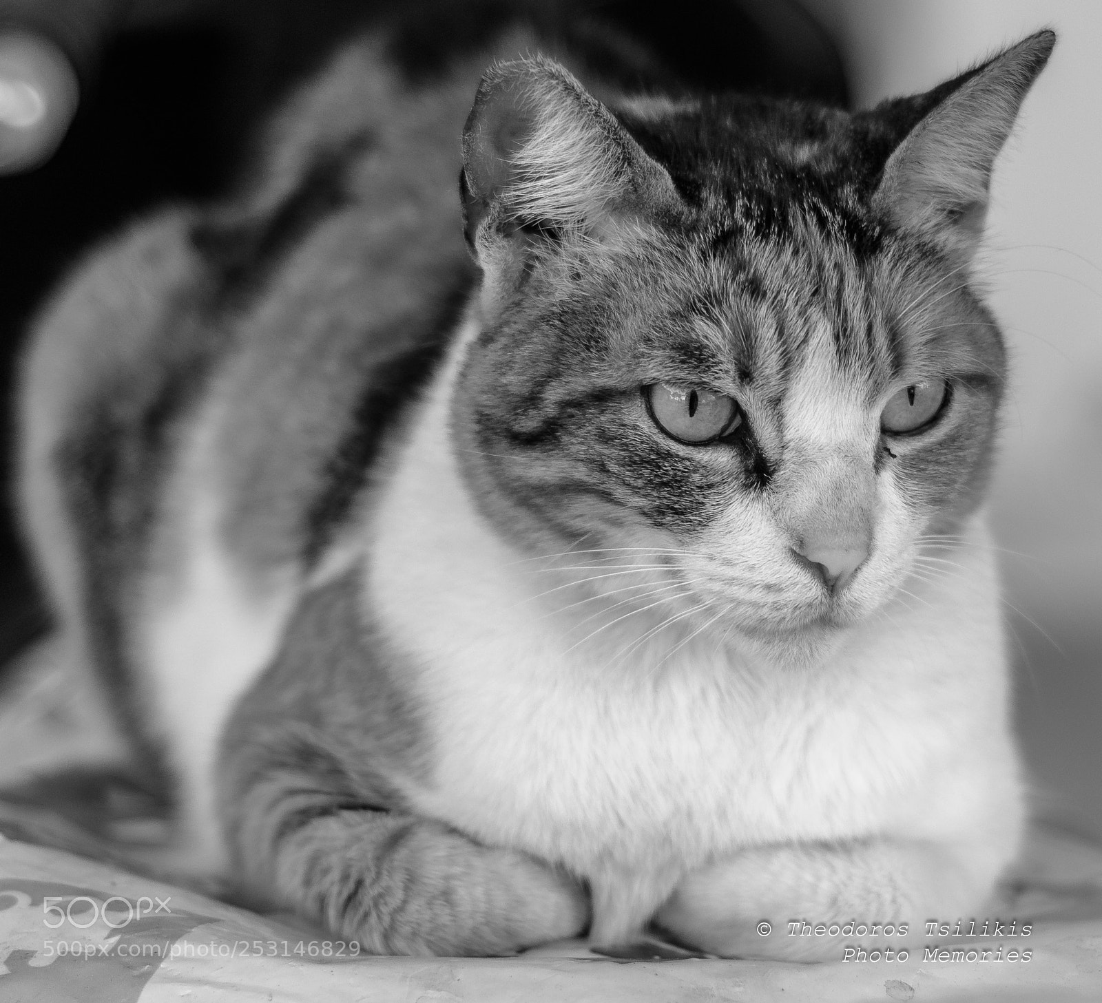 Nikon D7200 sample photo. Beauty in monochrome photography