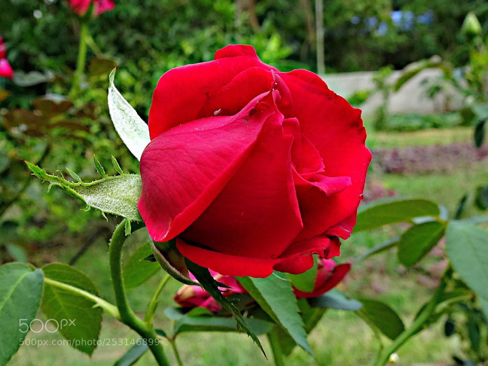 Sony Cyber-shot DSC-HX90V sample photo. Red rose photography