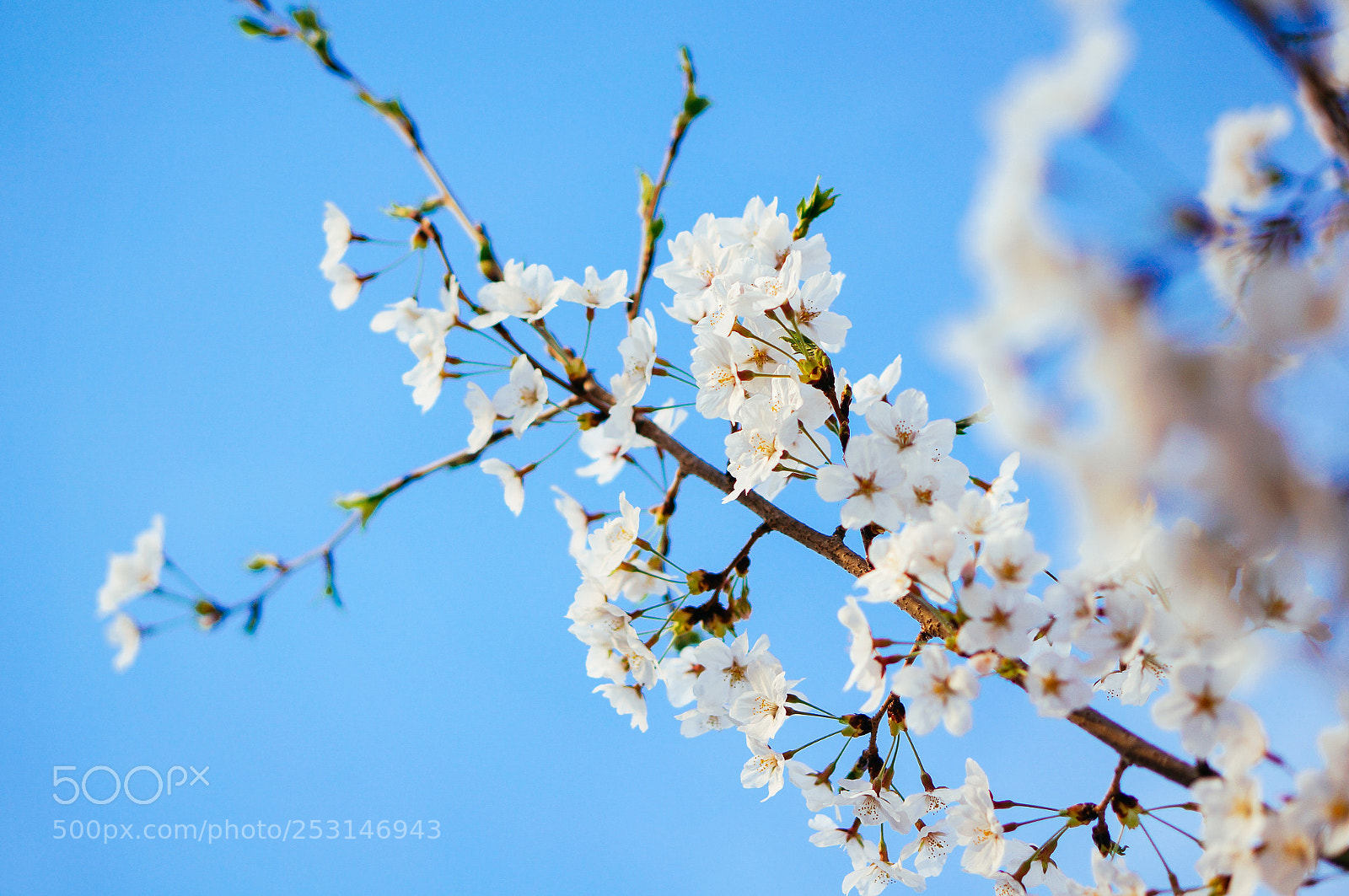 Sony Alpha NEX-5R sample photo. Cherryblossom photography