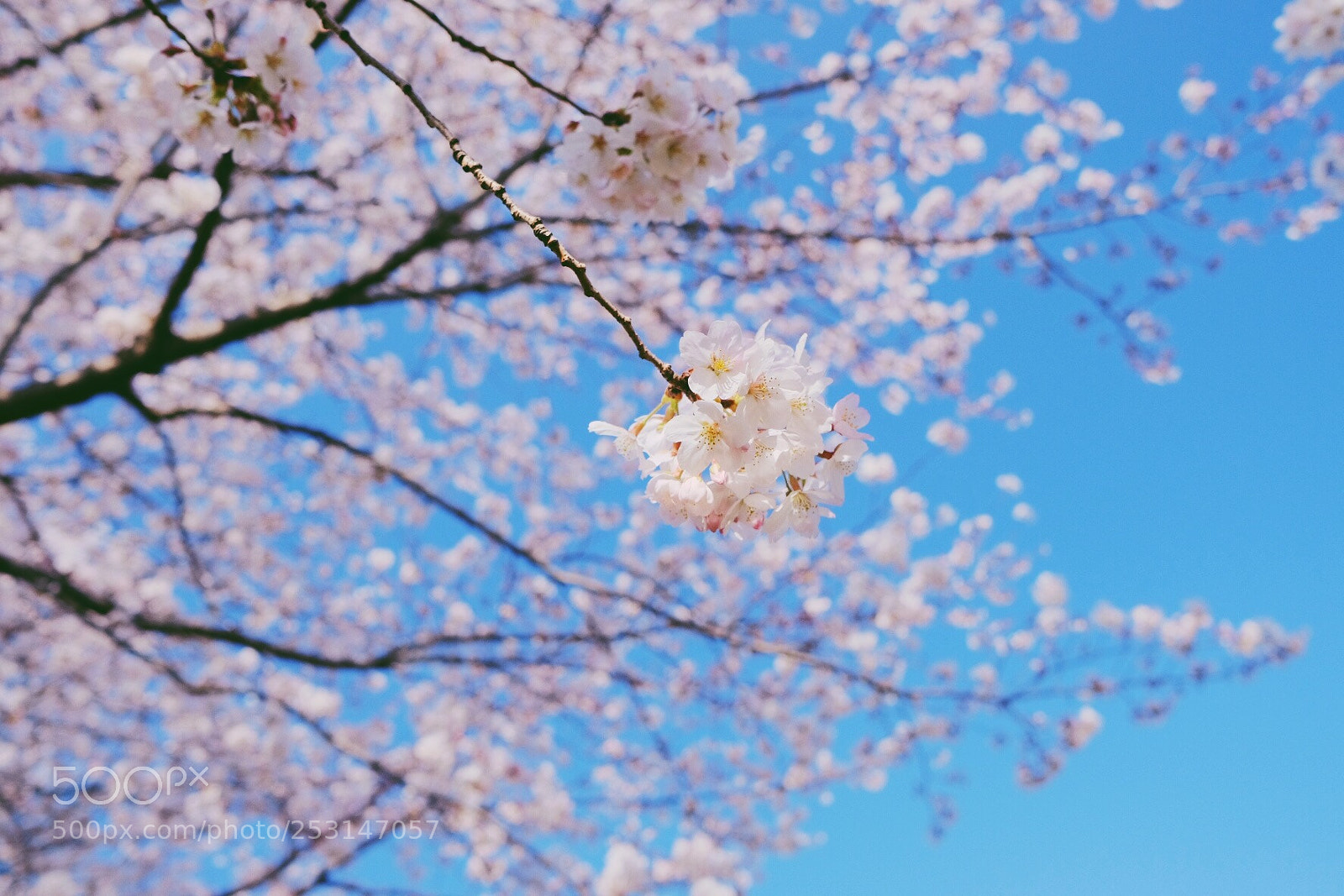 Fujifilm X-T2 sample photo. Sakura photography