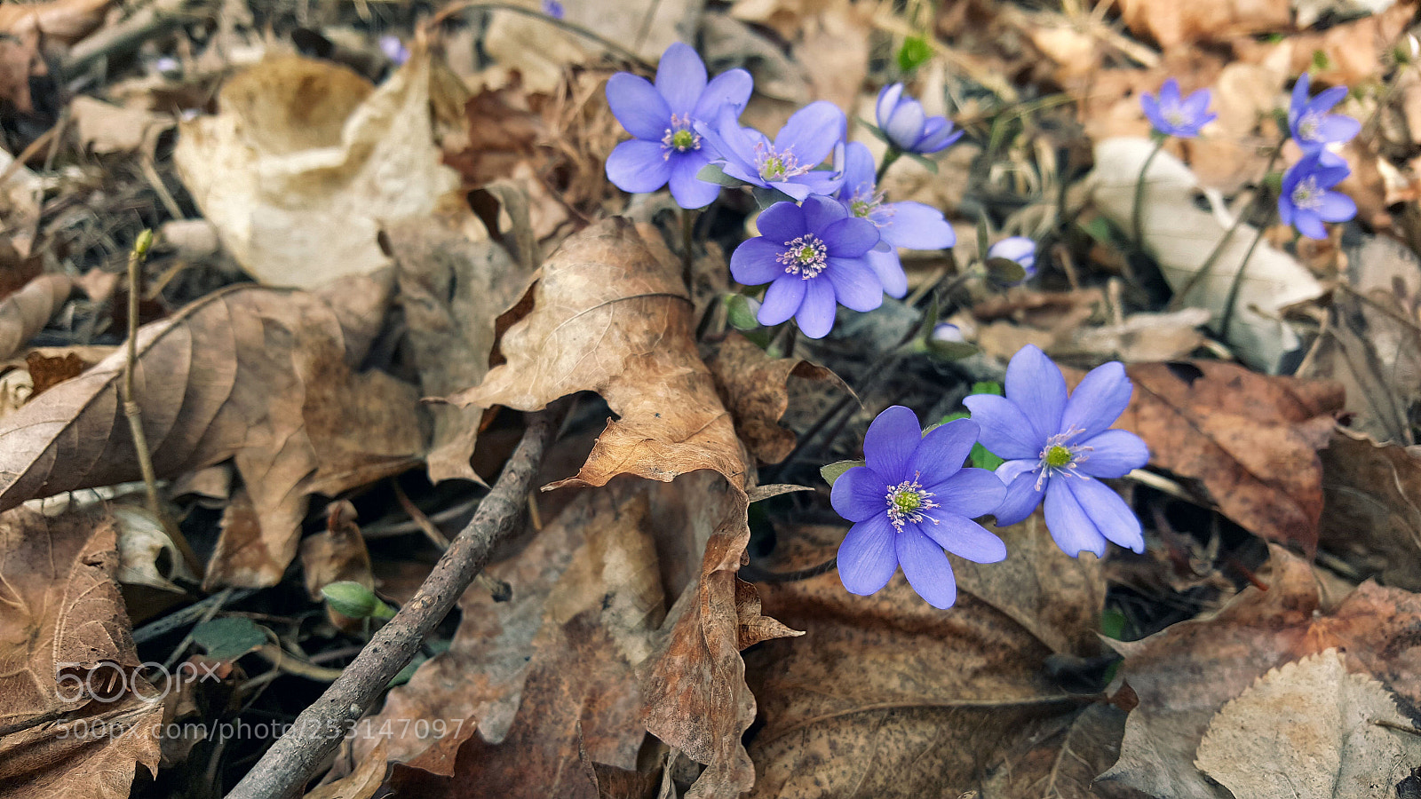 Samsung GALAXY S6 edge sample photo. Untitled photography