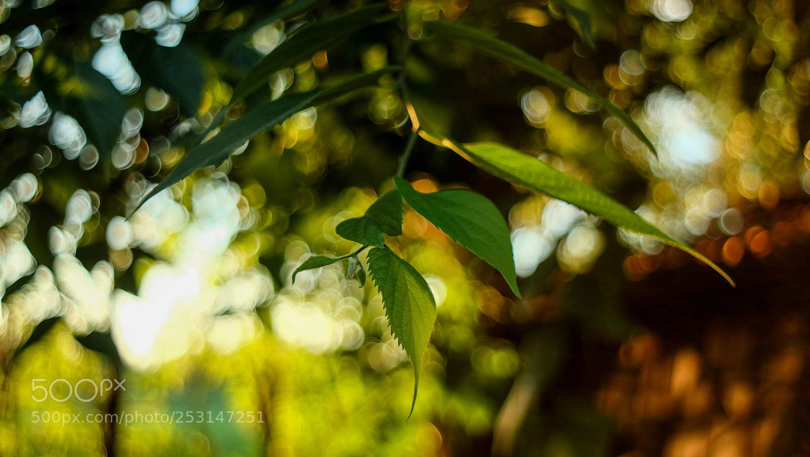Fujifilm X-A1 sample photo. Untitled photography