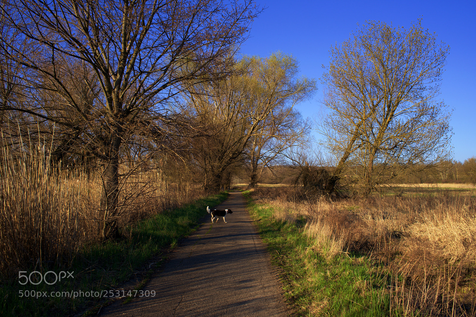 Sony a7 sample photo. Sunset on road photography