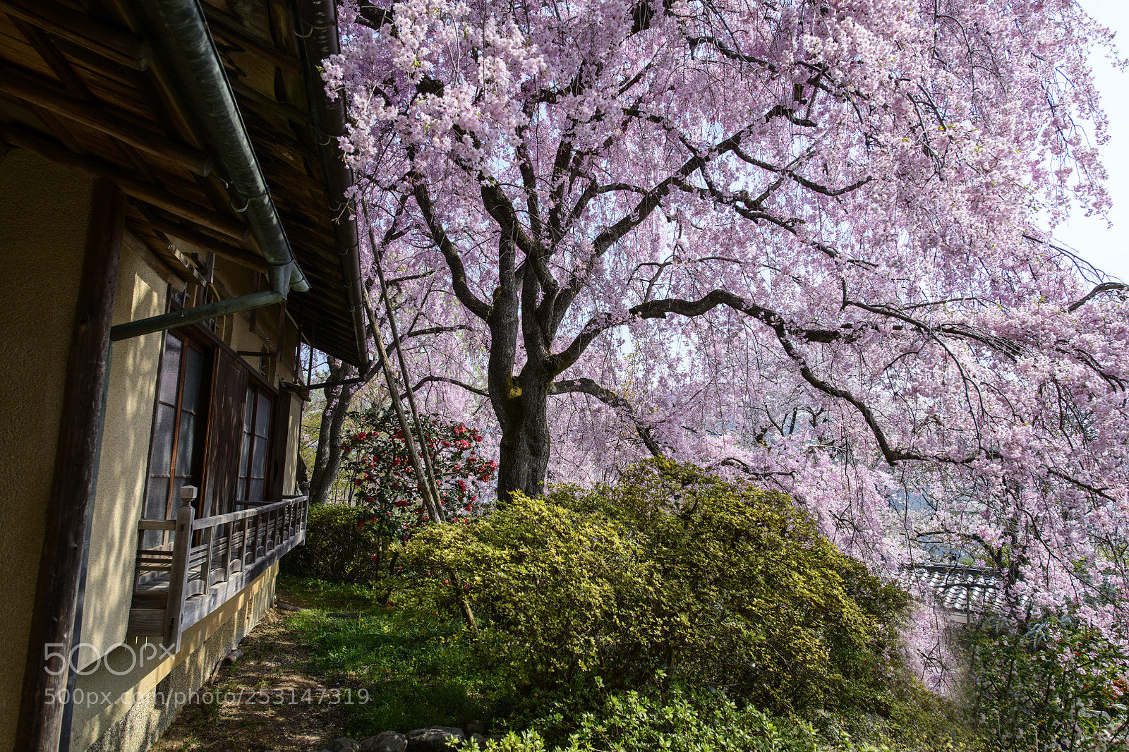 Nikon D850 sample photo. Haradani-en (原谷苑) sakura photography