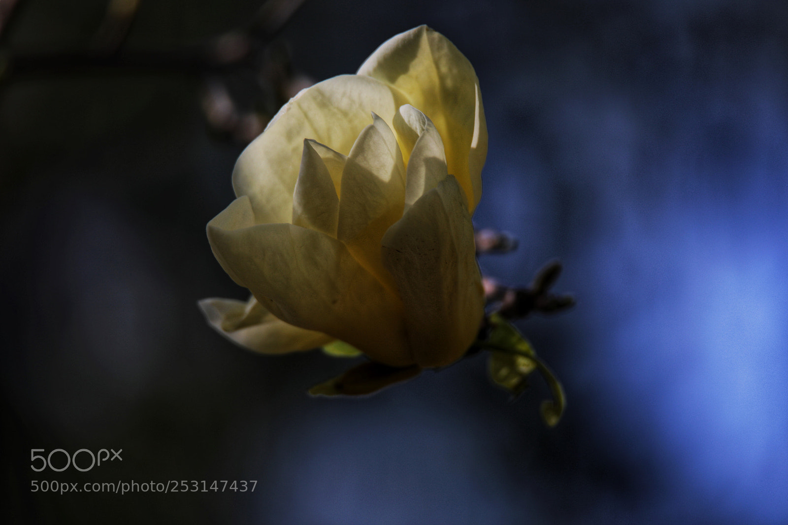 Canon EOS 5D Mark IV sample photo. Untitled photography