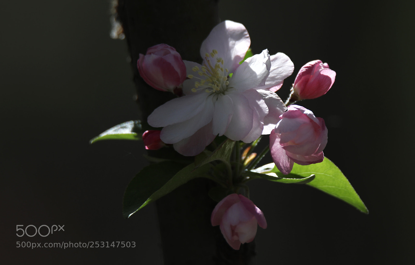 Canon EOS 5D Mark IV sample photo. Untitled photography