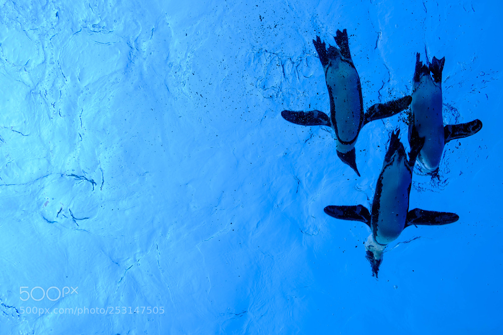 Fujifilm X-T2 sample photo. Penguin photography