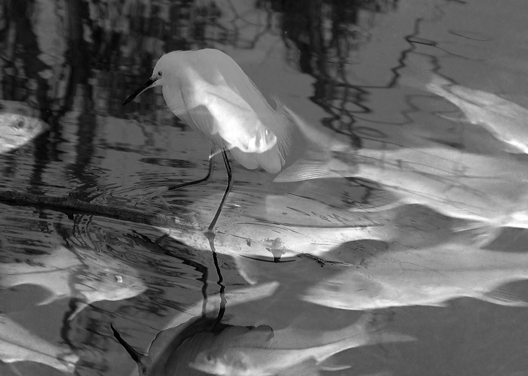 Olympus TG-1 sample photo. Snook and egret photography