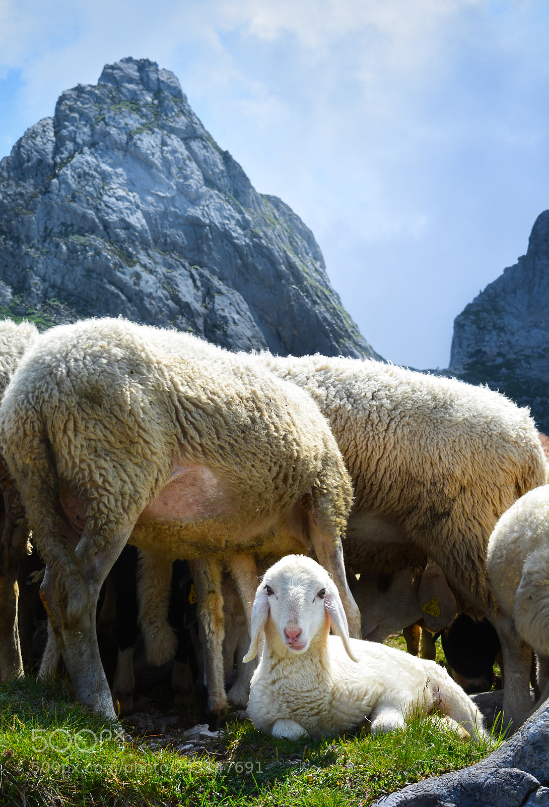 Nikon D5200 sample photo. Sheep of the day photography