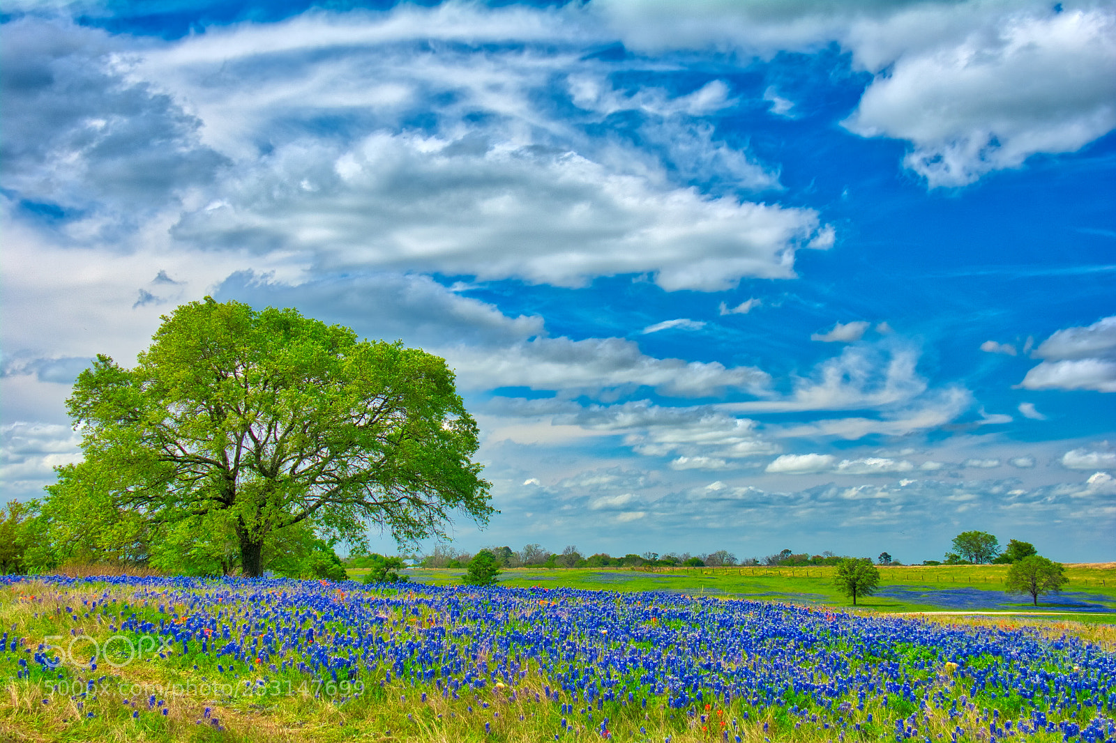 Nikon D7100 sample photo. Bluebonnets near tree photography