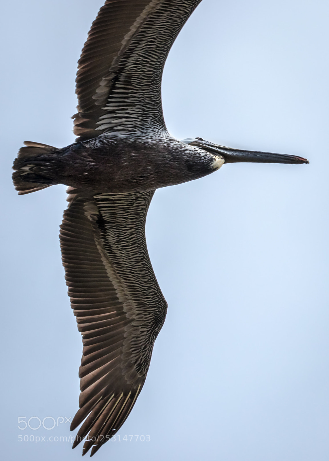 Canon EOS 80D sample photo. Pelican photography