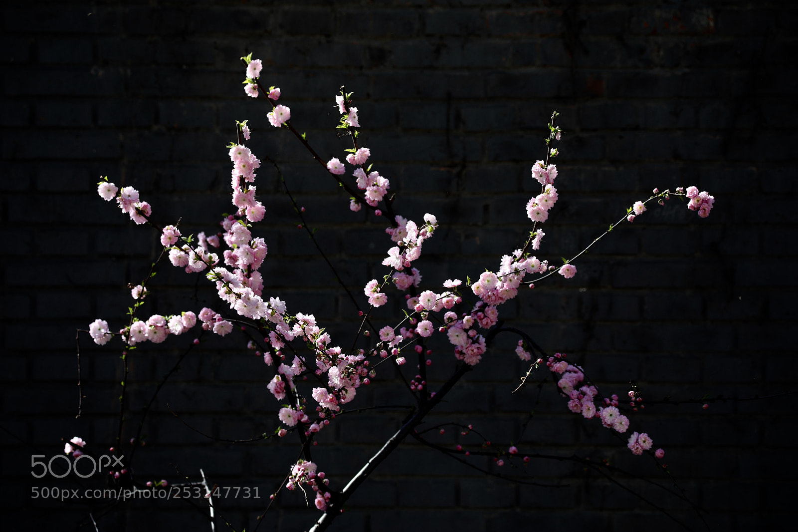 Canon EOS 5D Mark IV sample photo. Untitled photography