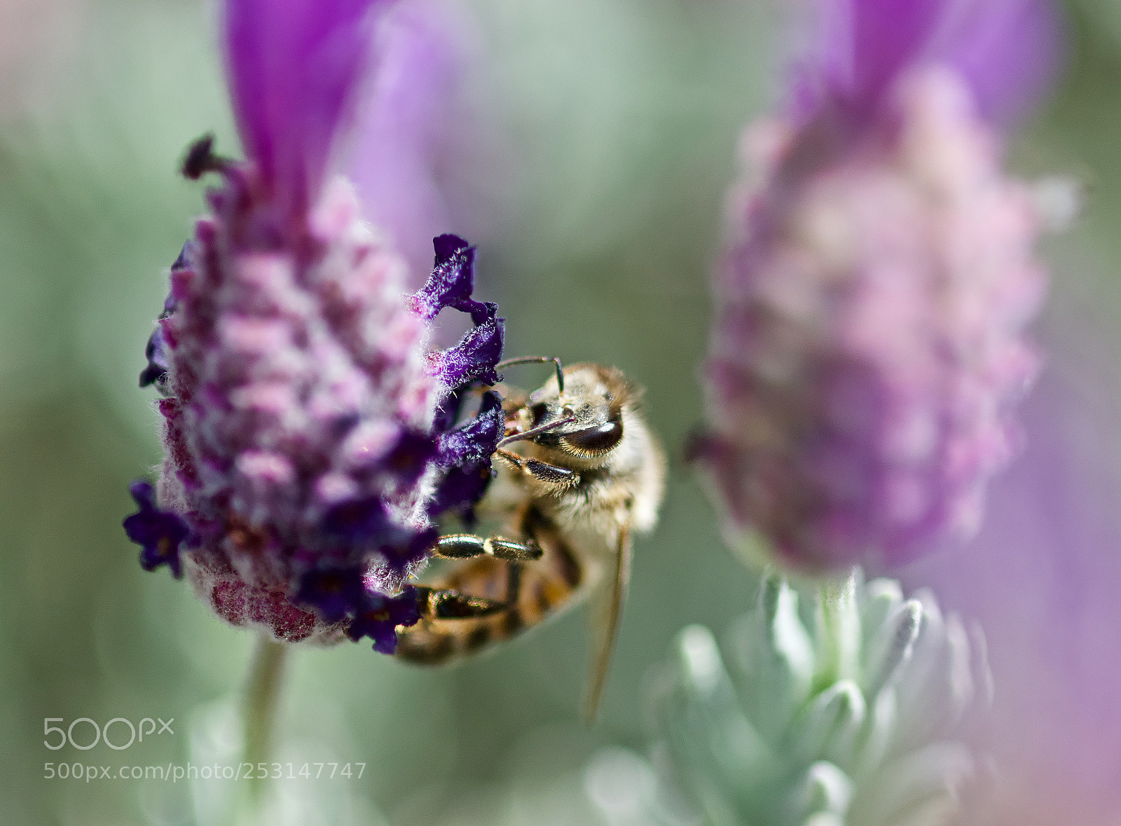 Nikon D3300 sample photo. Bee and lavender photography