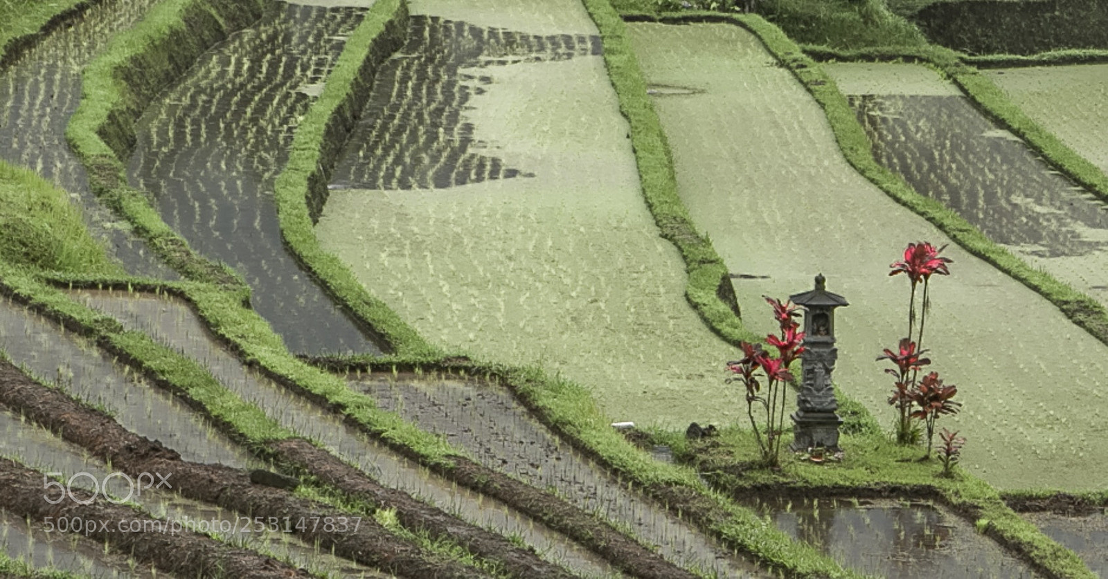 Canon EOS 5D Mark IV sample photo. Walking through rice fields photography