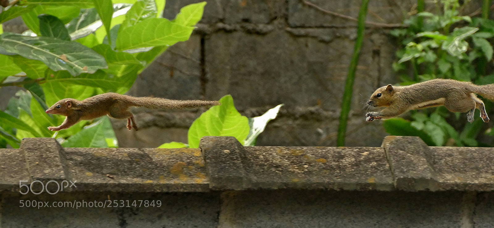 Panasonic Lumix DMC-FZ1000 sample photo. Get along with you! photography