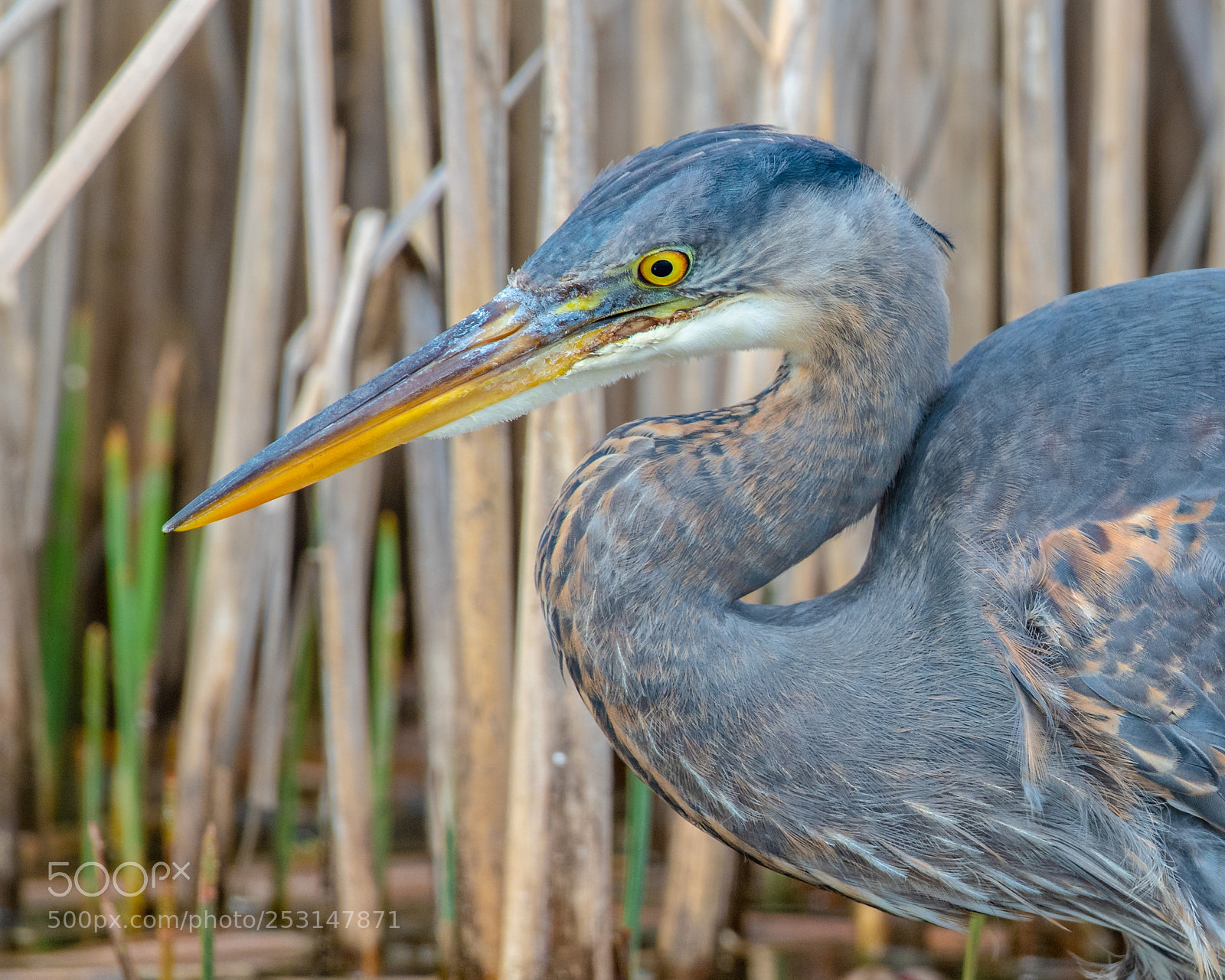 Nikon D850 sample photo. Great blue heron photography