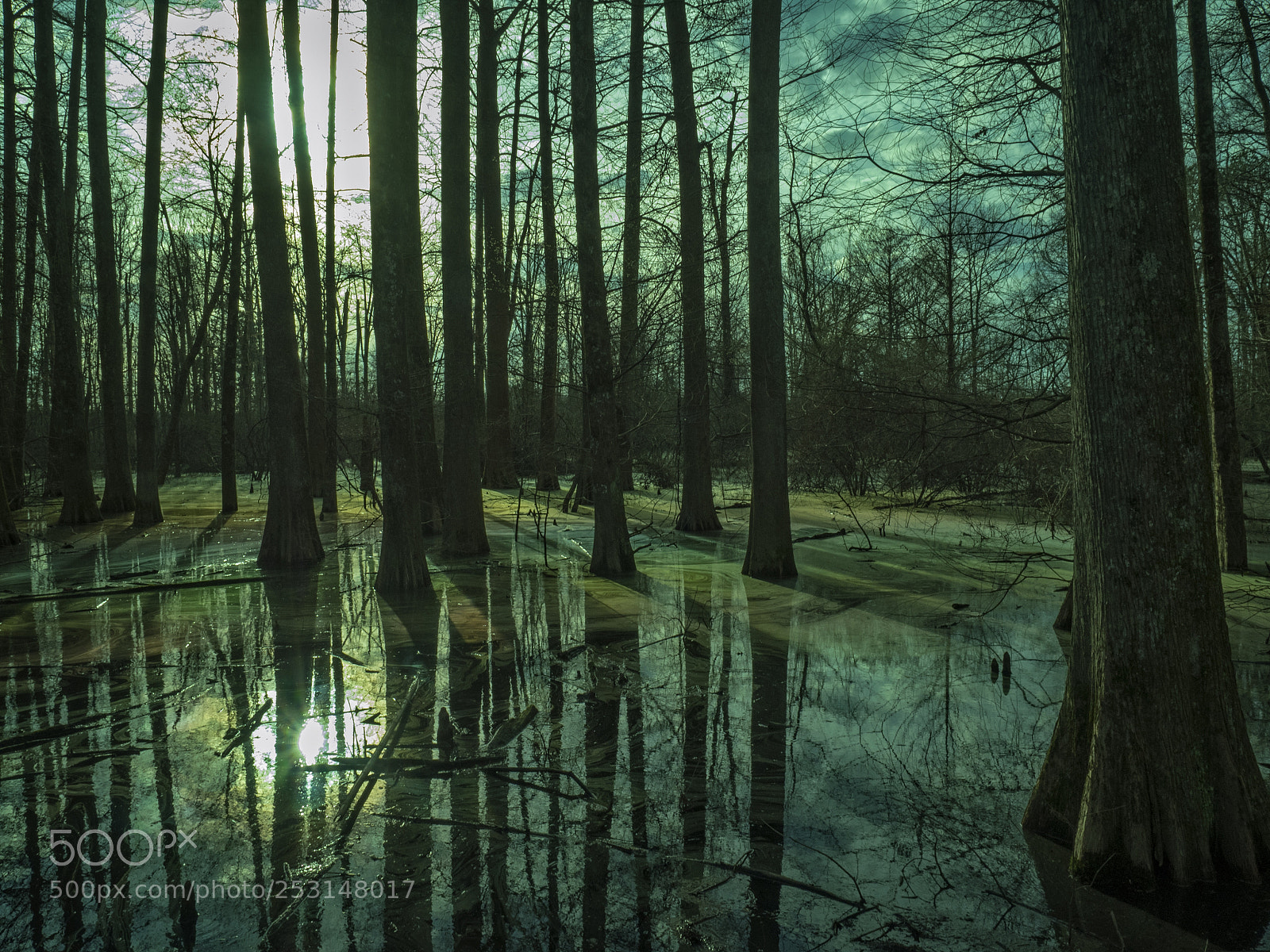 Olympus OM-D E-M1 sample photo. Gold and blue swamp photography